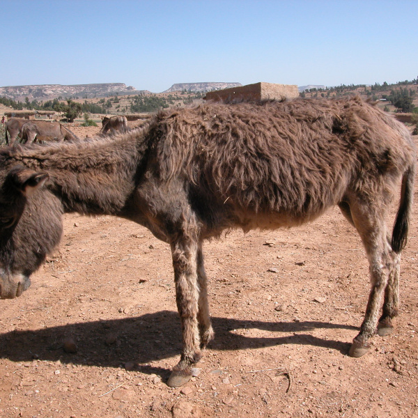African donkey showing signs of dullness and inappetence