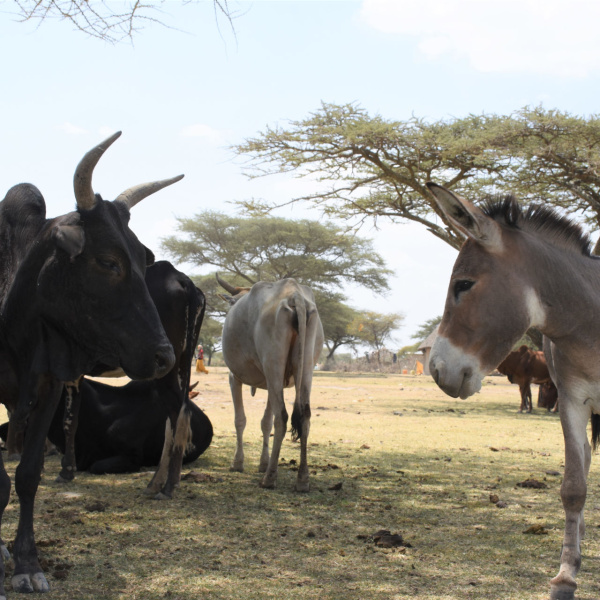 Donkey with cattle herd, Ethiopia