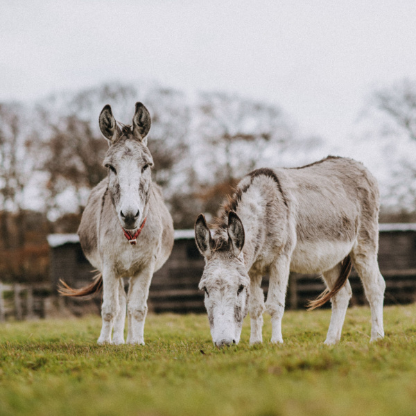 Two donkeys grazing at pasture