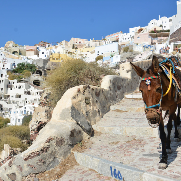 Mule descending Santorini steps
