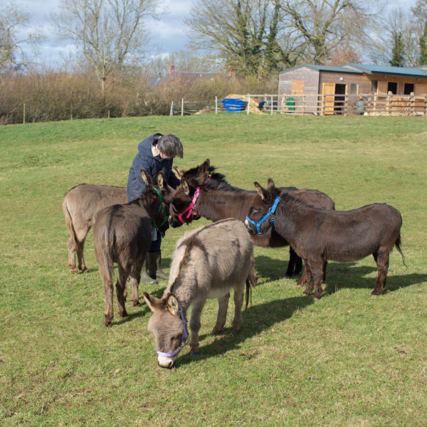 Guardian Sue enjoys time with her 6 miniature donkeys
