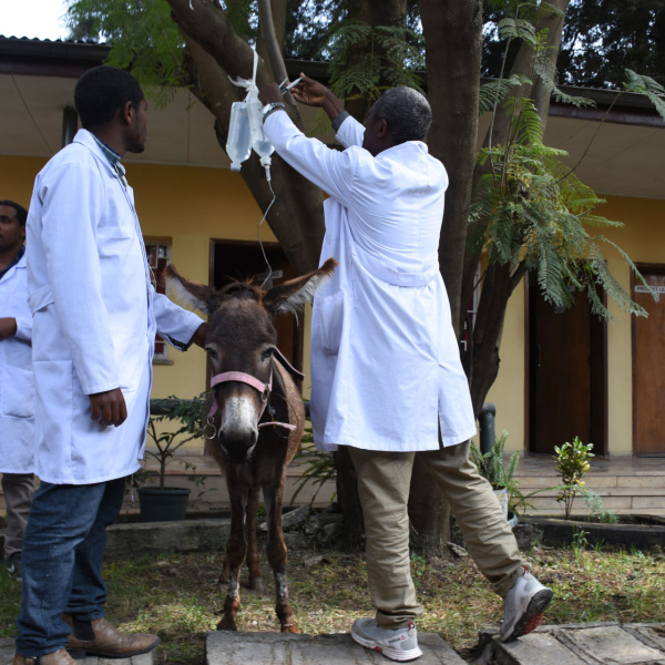Ethiopian donkey Tinishi is put on a drip