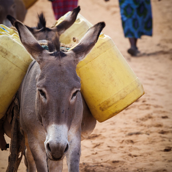 Donkey carrying water