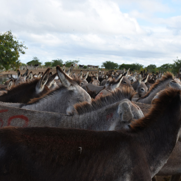 Hundreds of donkeys in holding pen, Brazil