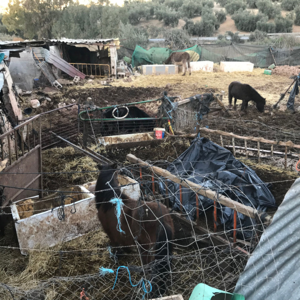 Rescue site of group of Spanish donkeys