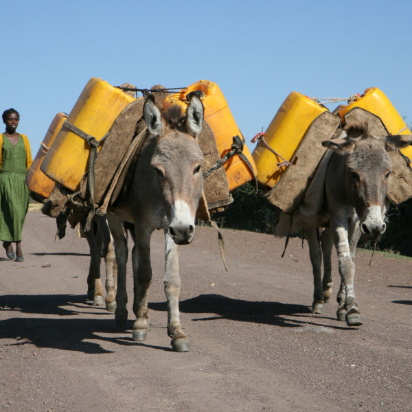 Working donkeys in Ethiopia carrying water