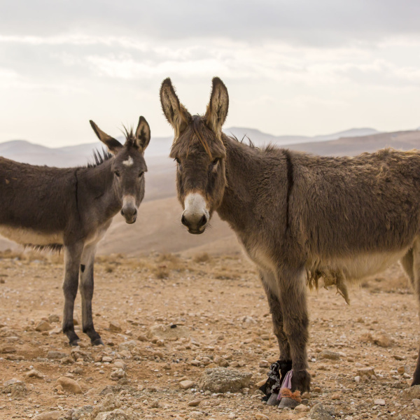 Palestine donkeys