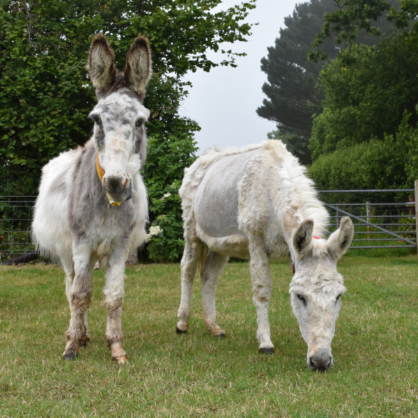 Four elderly donkeys at Trow