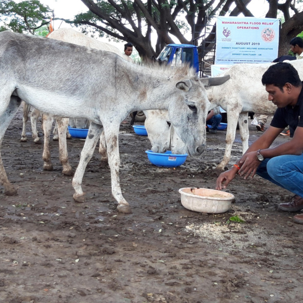 Donkey receives food amid India flooding