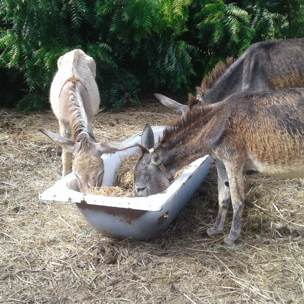 Antigua donkeys enjoy hay-straw mix