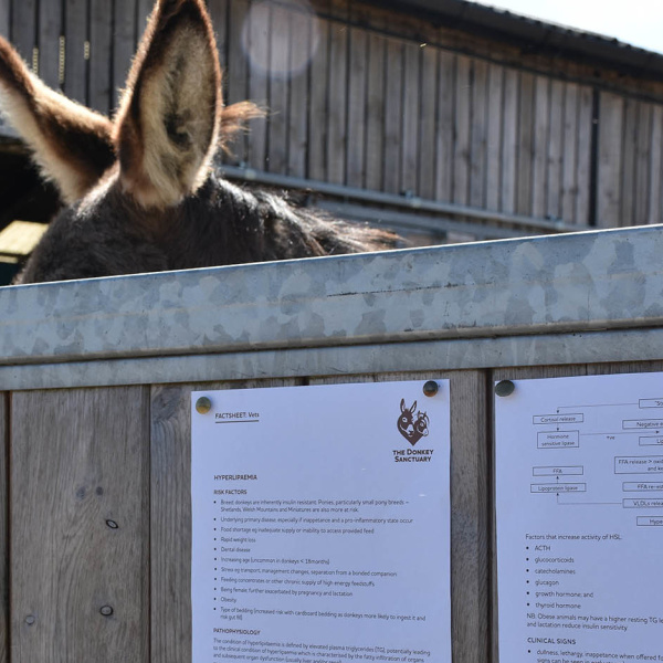 Factsheet with donkey ears
