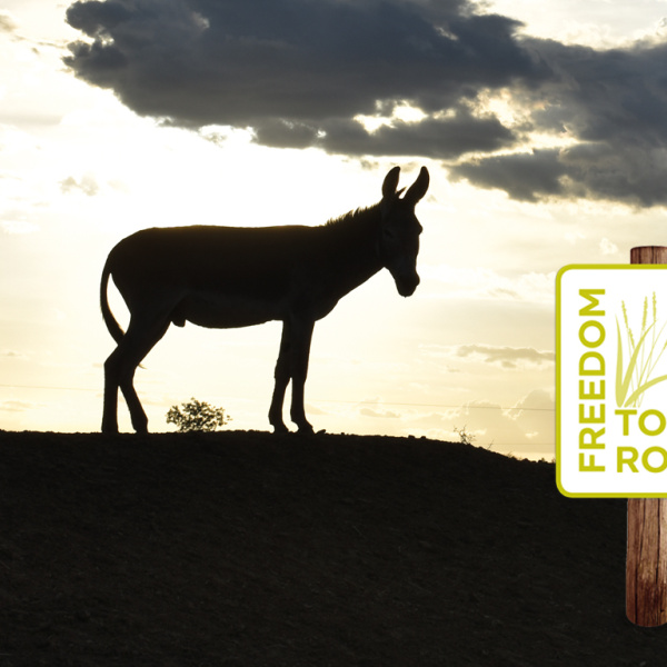 Freedom to Roam donkey in sunset