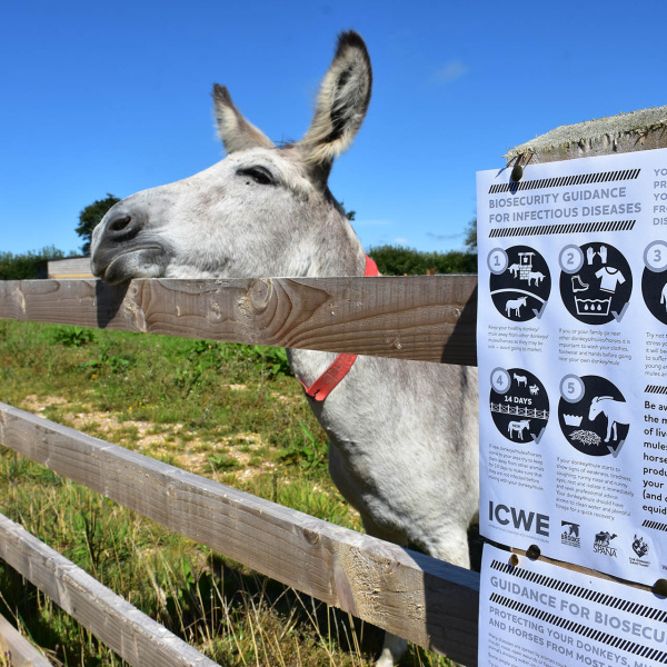 Biosecurity poster with donkey