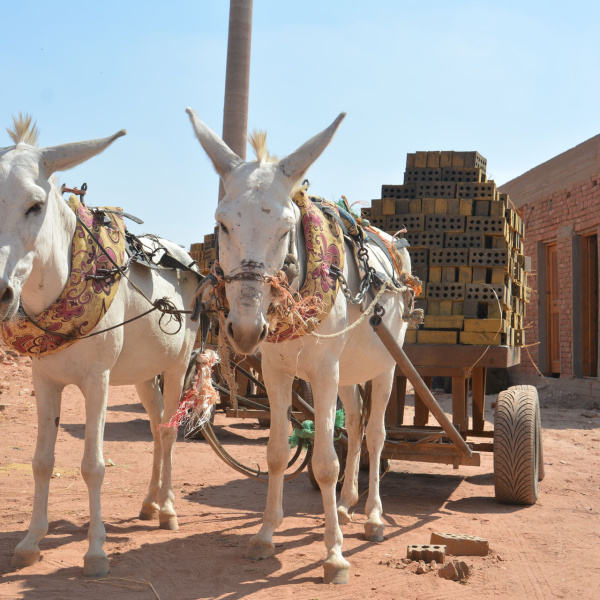 Working donkeys with cart of bricks, Egypt