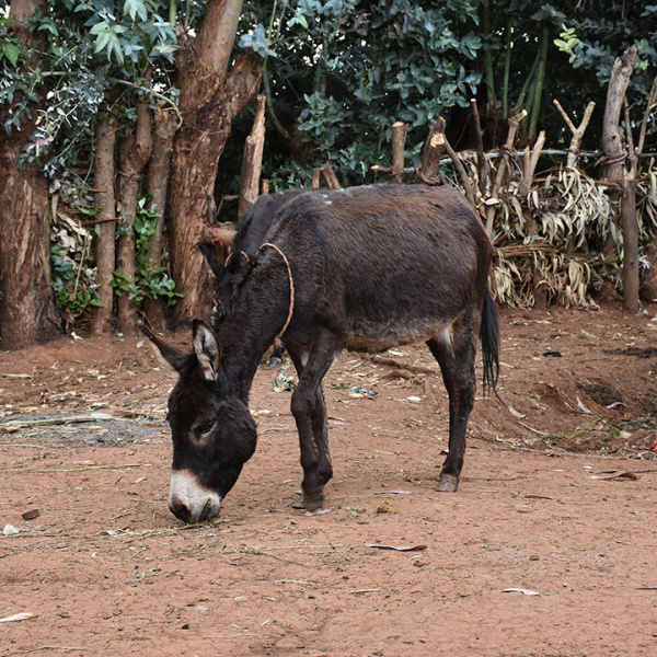 fikadu-donkey
