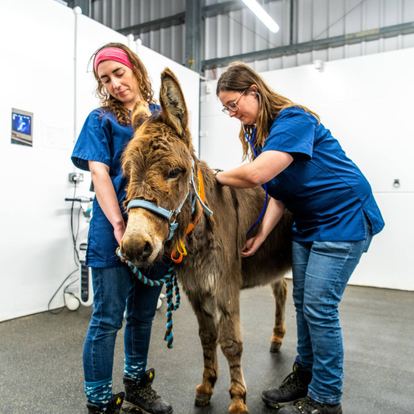 Vets give a donkey a check-up at our donkey hospital