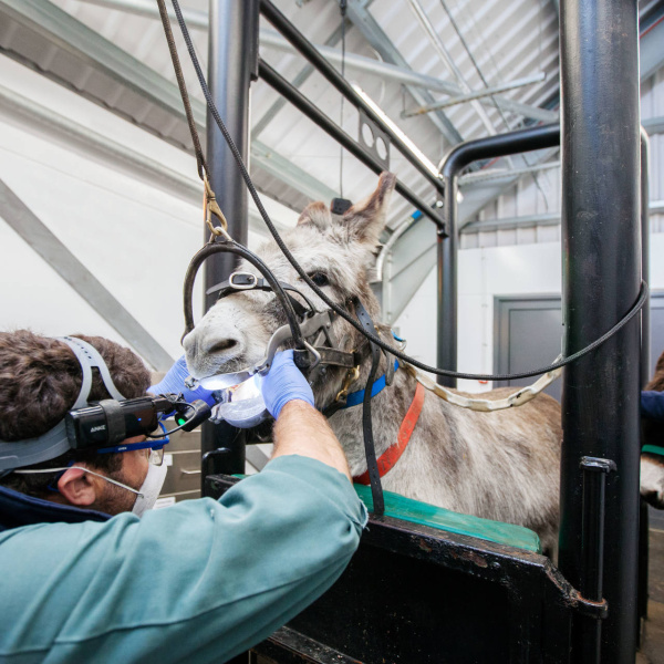 Equine dentist examines a donkey's teeth