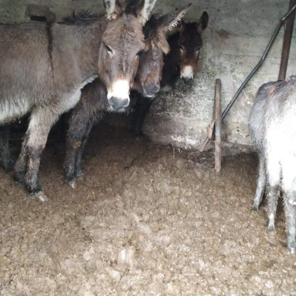 Group of Irish donkeys cower at back of stable during rescue