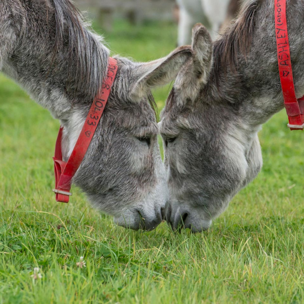 Two grey donkeys, Mr Khan and Ashley, graze together so closely that their muzzles touch.