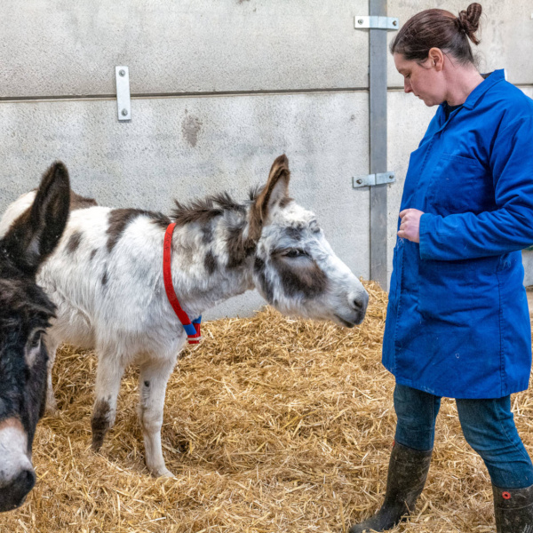 Curious donkeys at the Rehoming Unit
