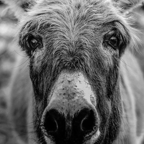 Donkey looking into camera, black and white