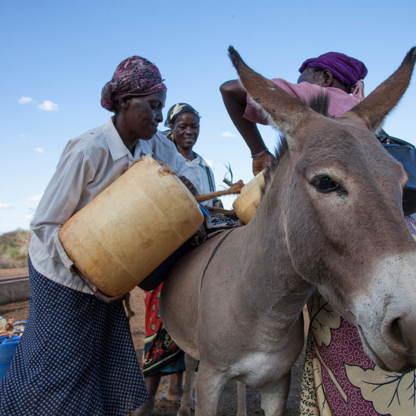 Women load water panniers onto donkey's back