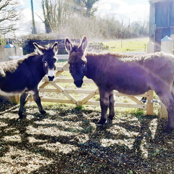 Jay-Jay and Innis rehomed donkeys