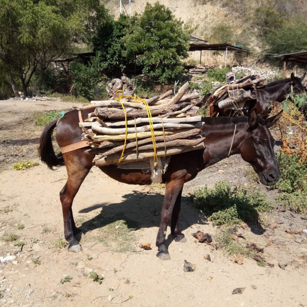 Working mule in Mexoco carrying firewood