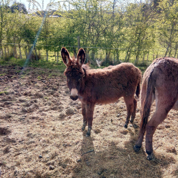 Worcestershire rescue - young donkey standing in field