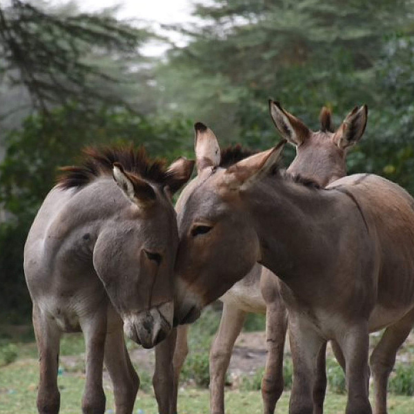 Group of donkeys in Kenya