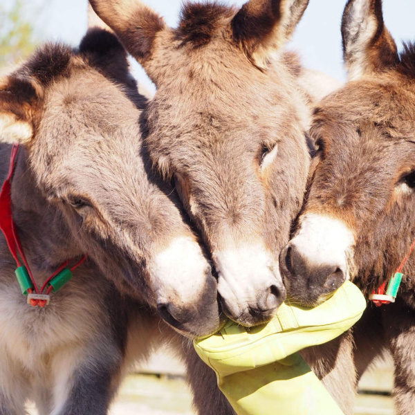 Donkeys with welly boot
