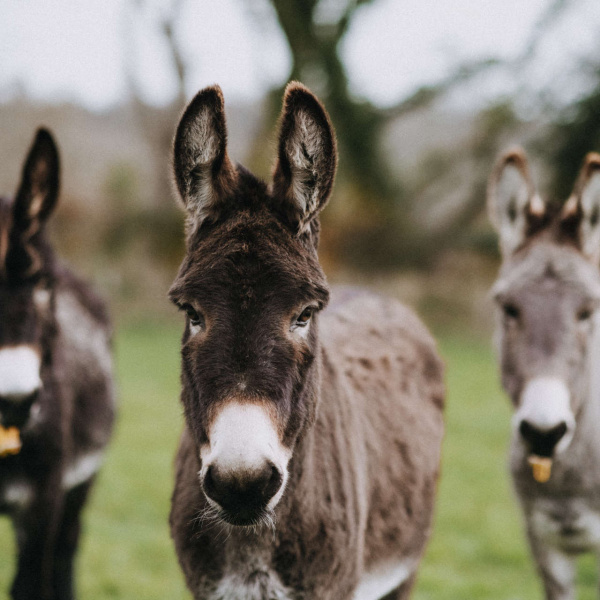 Three donkeys in a field