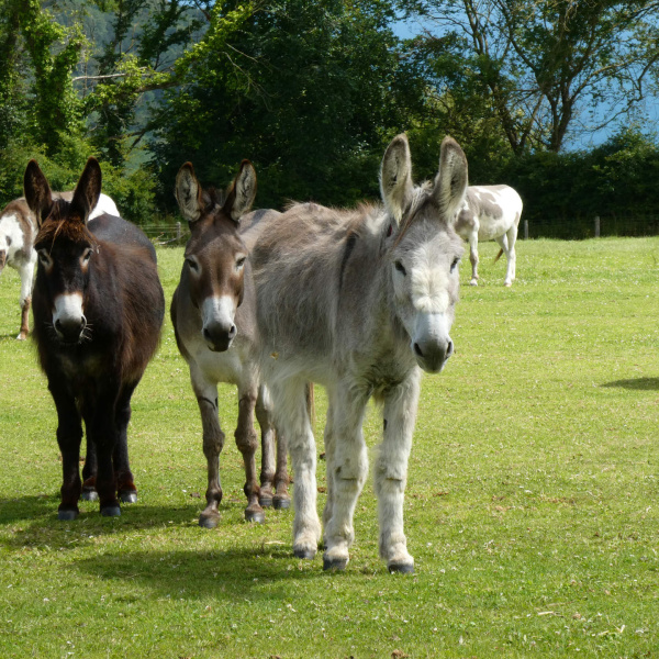 Herd of donkeys