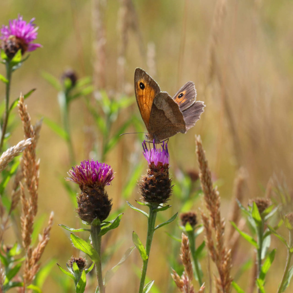 Butterfly on thistle in meadow