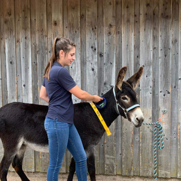 Microchipped donkey being scanned