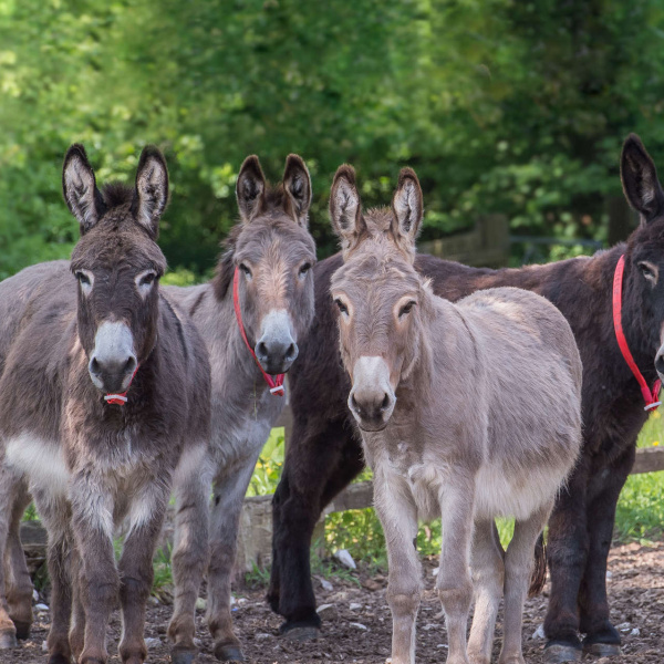 Four donkeys together