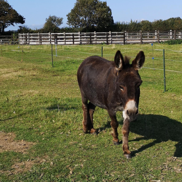 Miniature donkey in field