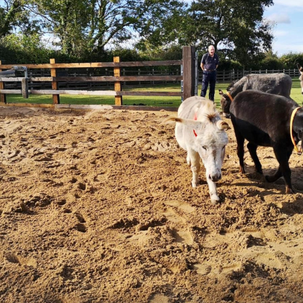 Miniature donkeys in their new sand area