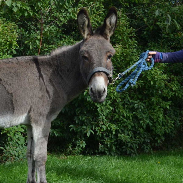Rupert, the donkey