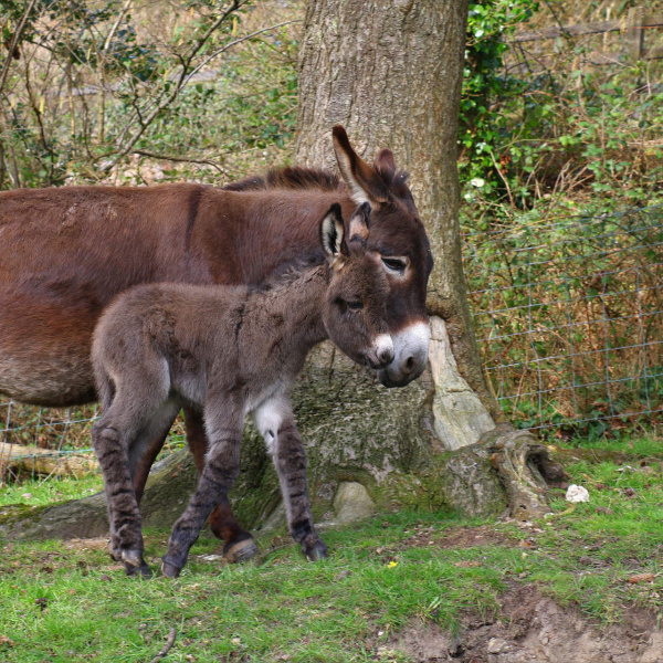 Donkey mare and foal