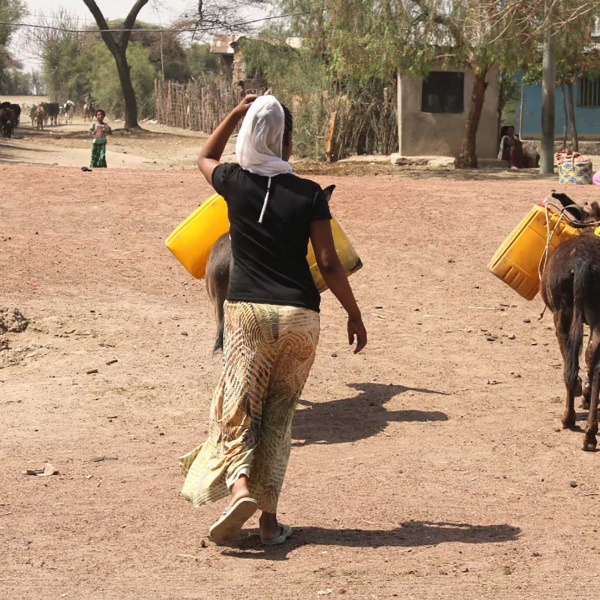 Ethiopia, woman and donkeys collecting water