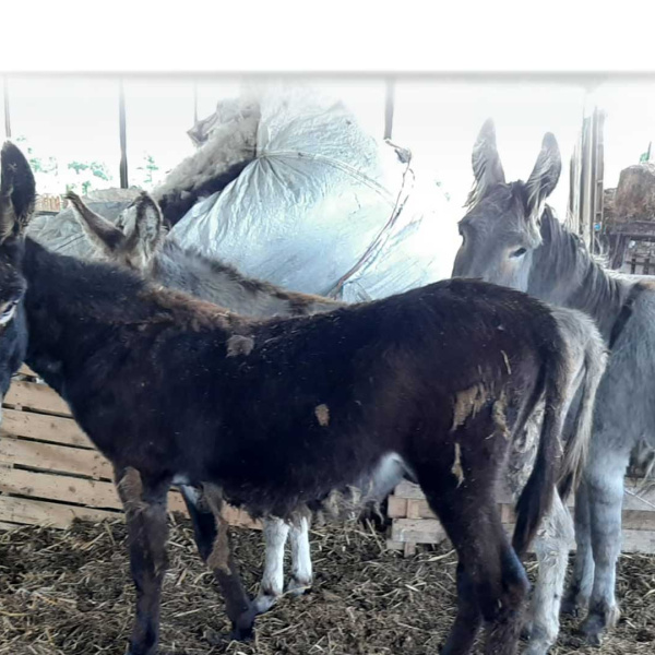 The donkeys shared a dirty pen