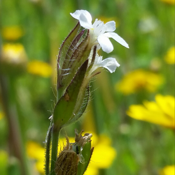 Small-flowered catchfly. Credit: Plantlife