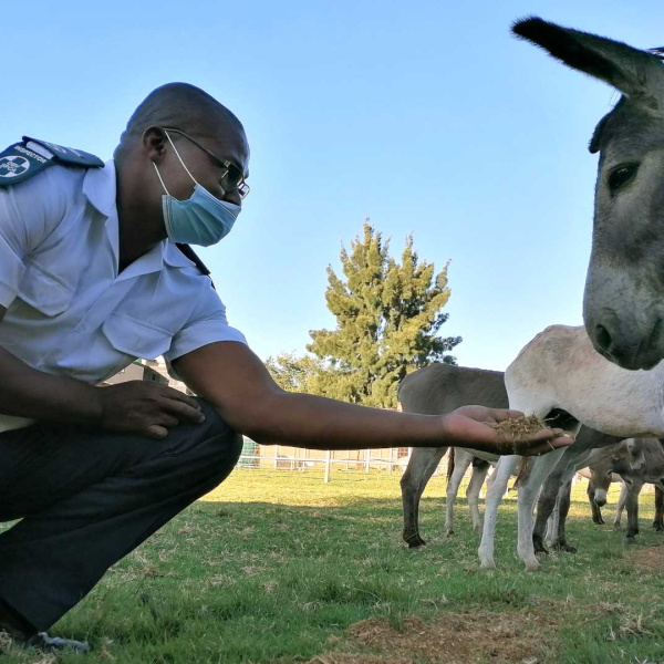 NSPCA officer with group of rescued donkeys in South Africa