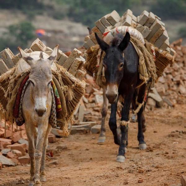 Donkey and mule carrying bricks in Nepal
