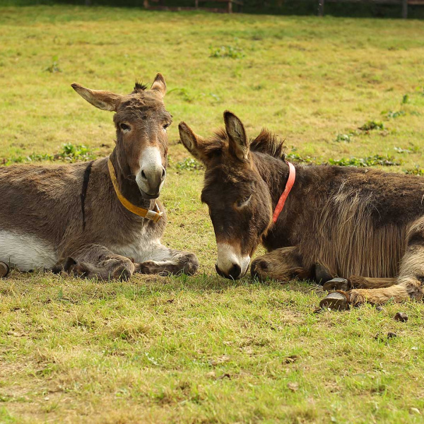 Eren (left) and Bocelli (right) laying in their field