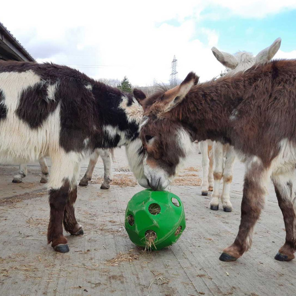 Harry and Henry with a straw ball provided for enrichment