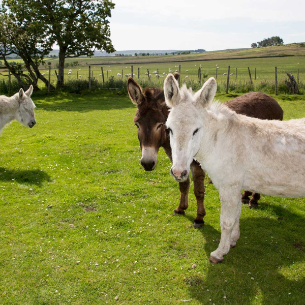 Snowy, Gilly and Holly in the care of The Donkey Sanctuary