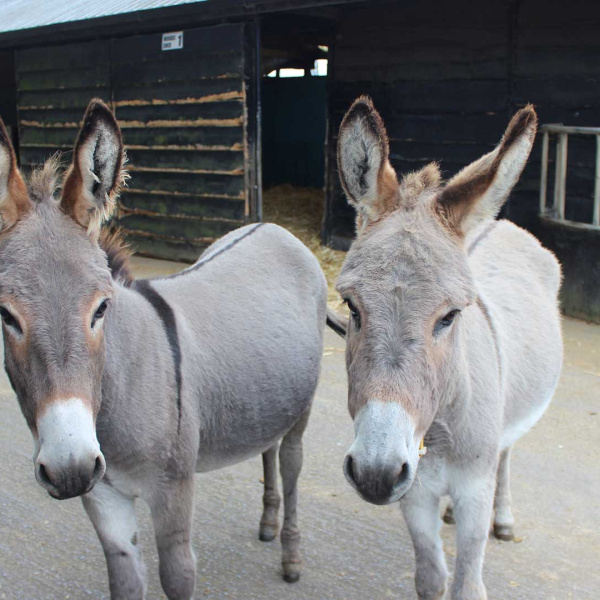 Lilybee and Patricia at The Donkey Sanctuary Ireland