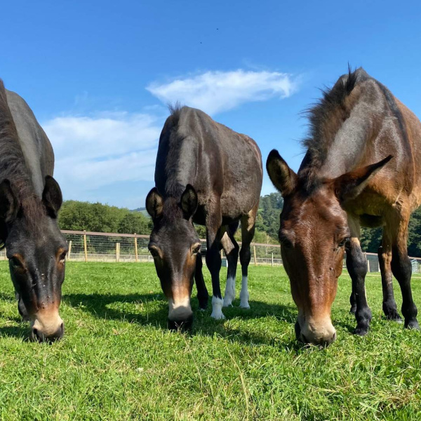 Three mules at Town Barton Farm